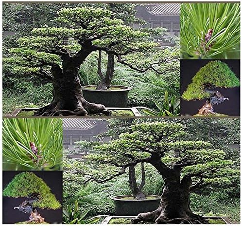 10 yarı Japon kırmızı Pino yarı Pinus densiflora-GİAPPONESE