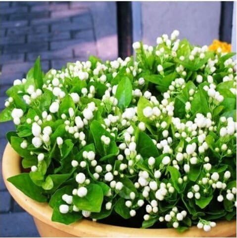 (Jasminum 50 + 50 * *) Semi Nuovo Asmine Fiore 50 + 50pcs White Jasmine Semi, semi di piante fragrante arabo del